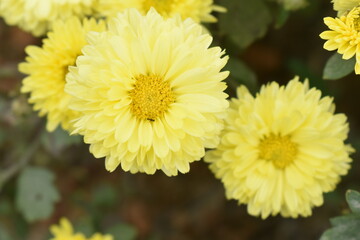 young Colorful Chrysanthemums flowers blooming in a farm .
