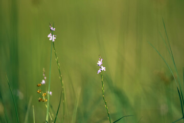 field of tiny  flowers