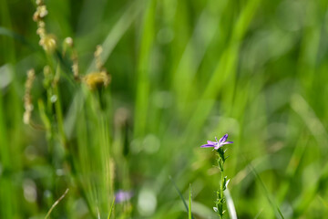 tiny purple wild flower