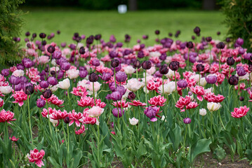 Fototapeta premium tulip