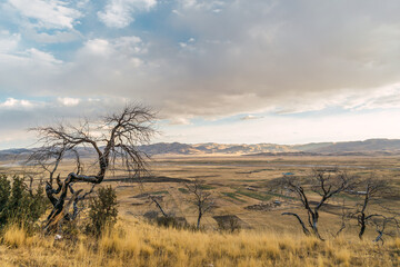 withered and burned tree in the Andes of Peru surrounded by dry vegetation with clouds and blue skies as a result of climate change