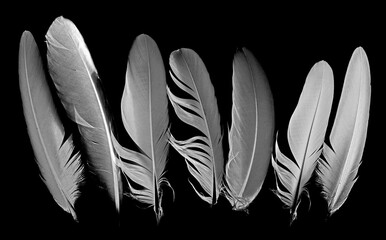 feathers on a dark background