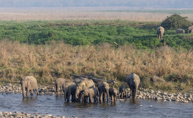 Herd of indian elephant (Elephas maximus indicus) crossing ram ganga river at jim corbett national park.