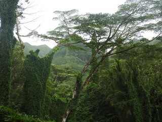 (Rain) Forest in Hawaii, Oahu - one of the omst beautiful places on earth