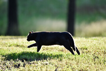 cat running silhouetted