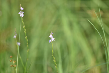 butterfly on a meadow long stem wild flower 
