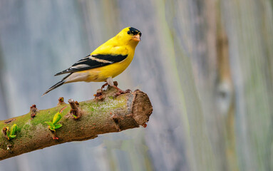American goldfinch on tree branch - obrazy, fototapety, plakaty
