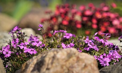 Obraz premium Pflanzen und Blumen