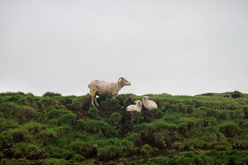 sheep in the mountains