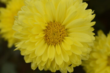young Colorful Chrysanthemums flowers blooming in a farm .