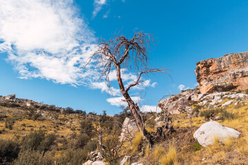 withered and burned tree in the Andes of Peru surrounded by dry vegetation with clouds and blue skies as a result of climate change