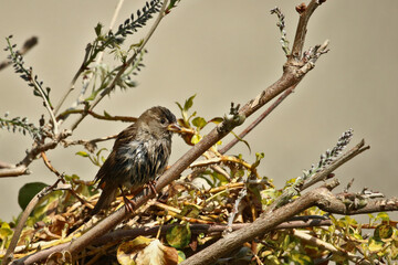 Haussperling mit nassem Gefieder auf einem Zweig