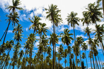 Field of coconut palm trees on Kauai on a sunny day with blue skies