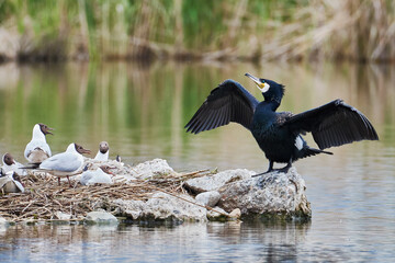 Kormoran und Lachmöwen