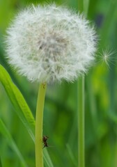 Pflanzen und Blumen