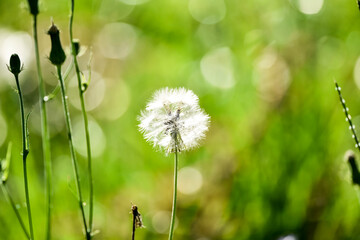 dandelion in the grass soft background