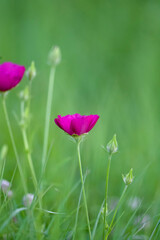 Obraz premium red poppy flower