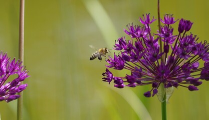 Pflanzen und Blumen