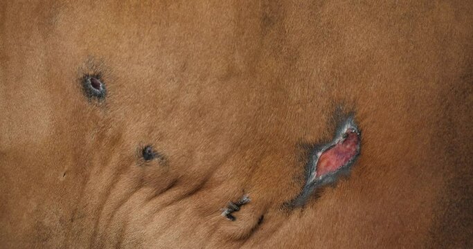 Cows with skin disease,Wound on the skin of a cow, a cow on a rural farm