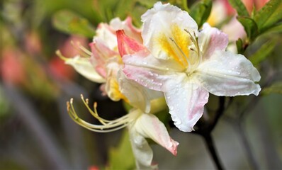 Fototapeta premium Pflanzen und Blumen