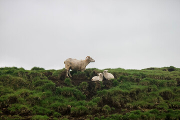 sheep in the mountain