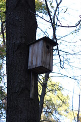 birdhouse on a tree,A Bird House in a forest