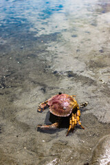 crab on the beach