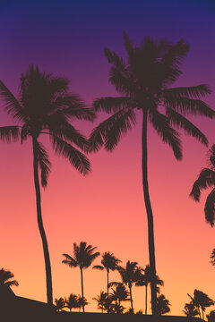 Palm tree silhouettes with purple and pink skies