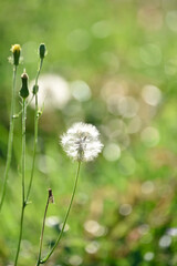 dandelion in the grass