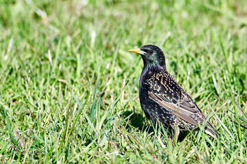 Star bei Nahrungssuche im Gras