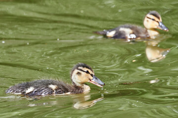 Junge Stockenten im Wasser