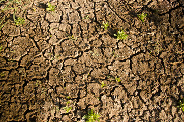 gray ground, dry, very little grass,World Day to Combat Desertification 