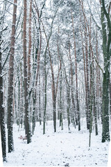 Wintertime in forest