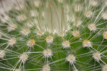 closeup of the top of a small potted cactus