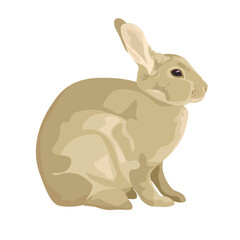 set of female and male deer. Deer brown or red deer. Wild animals of Europe, America and Scandinavia. Vector illustration of a young sika deer grazing in a forest glade