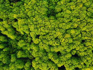 Summer forest. View from above