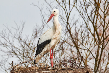 Weissstorch im Horst stehend