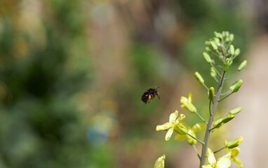Spring time - full of live and joy