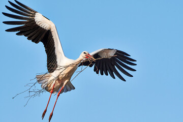 Weissstorch