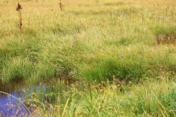 志賀高原の夏。四十八池湿原：志賀山と鉢山の間にある湿原、四十八という名だが実際には約60の池塘がある。