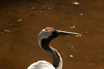 Red-crowned crane (Grus japonensis) an adult red crowned crane with a dark brown background