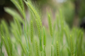 Green spikelets of grass sway in the wind. Soft focus. Blurred green summer background. Close-up. Summertime view.
