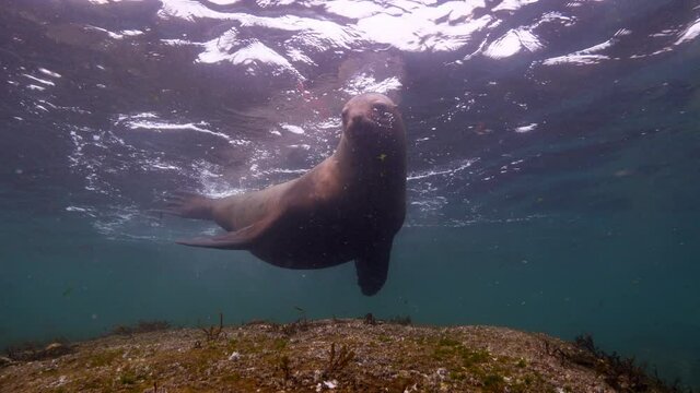 Close-Up Shot Of Seal Swimming In Ocean - British Columbia, Canada
