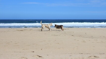 Dogs in the beach 