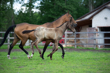 running purebred akhalteke dam with foal in the paddock