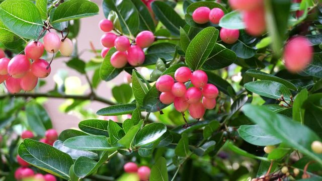 Bengal-Currants, Carandas-plum, Karanda, Carissa carandas L, Is a fruit with high medicinal properties.	