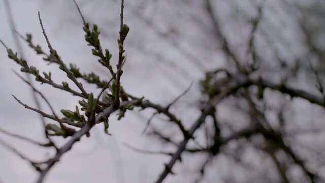 Close-up of buds on branches of shrub. Stock footage. Beautiful closed buds on branches of shrub on blurred background. Spring buds on bushes ready to bloom.
