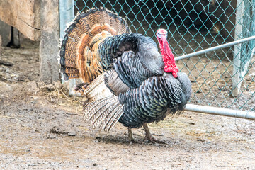 turkey showing off - Truthahn
