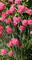 Tapis de fleurs rose rougeâtre de gazon d'Espagne ou oeillet marin (Armeria hybrida 'Ornament')