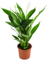 White flowers and green leaves of Zantedeschia plant isolated in the flowerpot on a white background. House plant arum lily